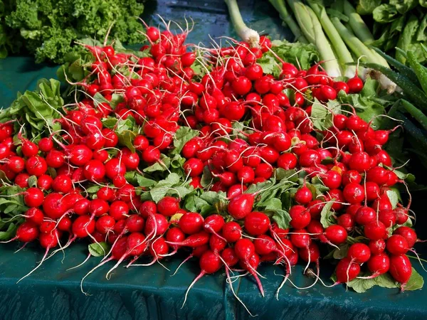 Red Radishes Early Vegetable Spring — Stock Photo, Image