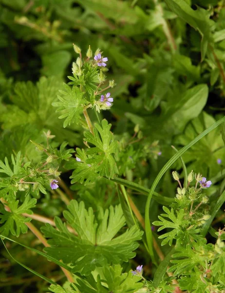 Lila Pequeña Flor Geranio Pusillum Planta Silvestre Cerca — Foto de Stock