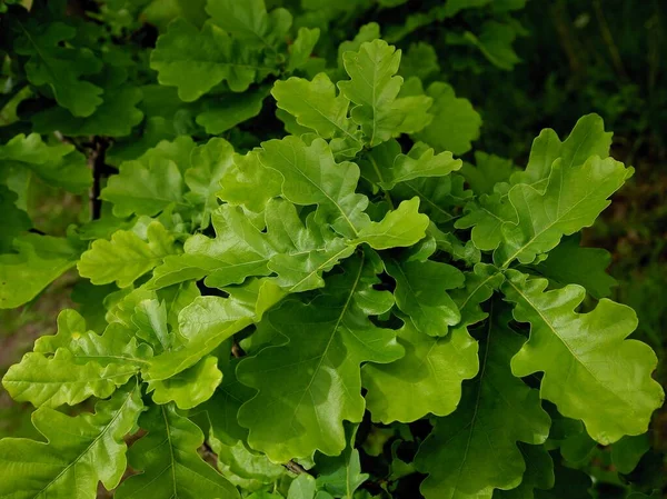 緑で新鮮なクェルカスの葉 Robur Holm Oak Pedunculate Oak Spring — ストック写真