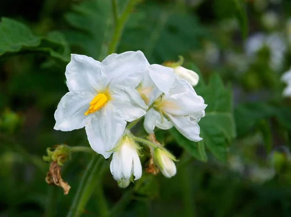 Белые Цветы Растения Solanum Sisymbriifolium Вблизи — стоковое фото