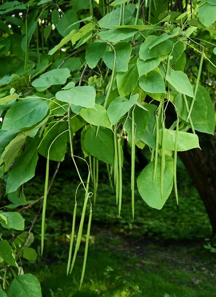 Catalpa Árbol Cultivo Cáscaras Verdes Con Semillas Verano — Foto de Stock