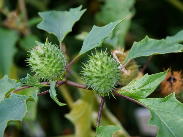 Gröna Växande Frukter Datura Stramonia Växt — Stockfoto