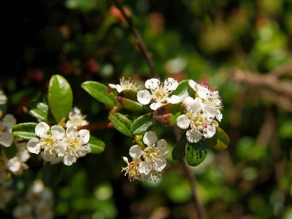 Małe Białe Kwiaty Buszu Cotoneaster Horizontalis — Zdjęcie stockowe