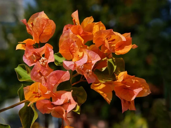Pomarańczowe Kwiaty Boungainville Glabra Roślin Bliska — Zdjęcie stockowe
