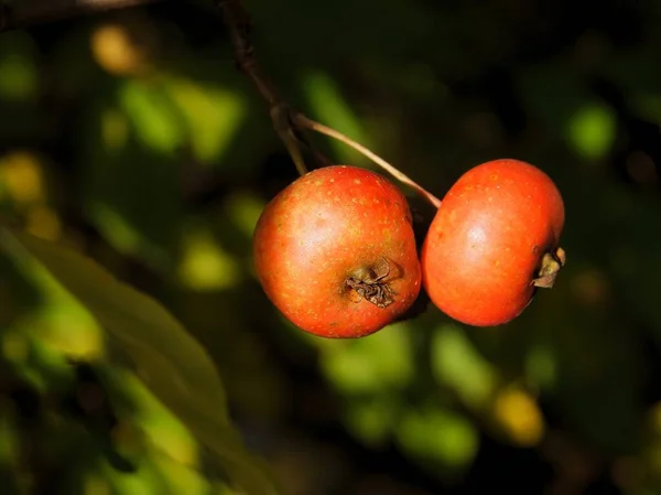 Красные Маленькие Плоды Malus Sylvestris — стоковое фото