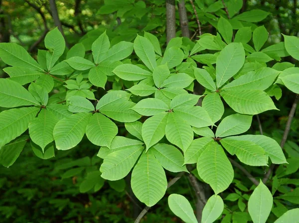 Różne Liści Wielokolorowe Drzewa Aesculus Parvviflora — Zdjęcie stockowe