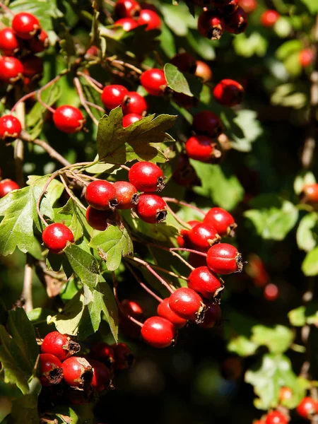 Röda Små Frukter Crataegus Laevigata Träd Närbild — Stockfoto