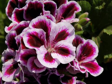 Güzel, çok renkli sardunya saksısı çiçekleri yakın planda.