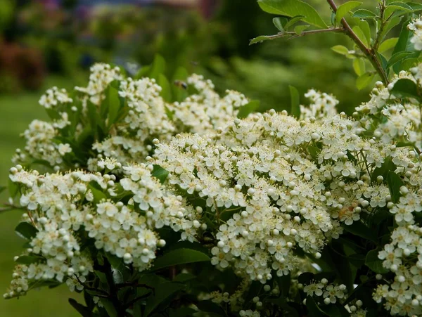 Flores Blancas Pyracantha Coccinea Arbusto Primavera —  Fotos de Stock