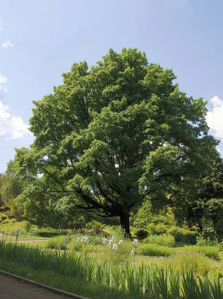 Enorme Árbol Quercus Robur Holm Oak Pedunculate Roble Parque —  Fotos de Stock