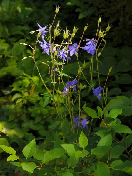 Ładna Lila Fioletowy Aquilegia Vulgaris Roślin Ogrodzie Wiosną — Zdjęcie stockowe