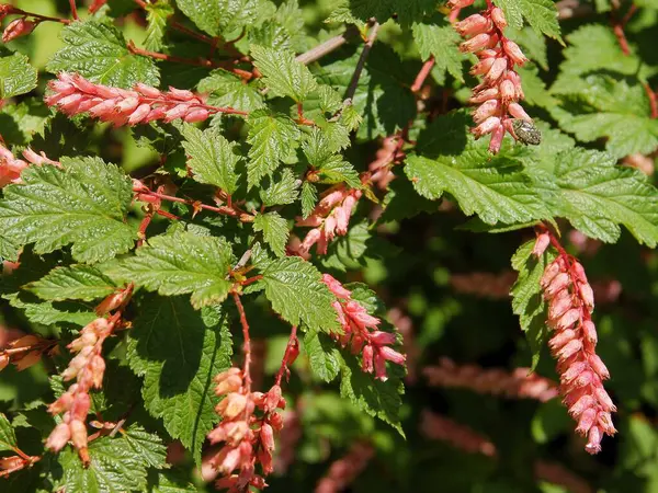 Pink Flowers Bush Neillia Ribesioides Rosaceae Family — Stock Photo, Image