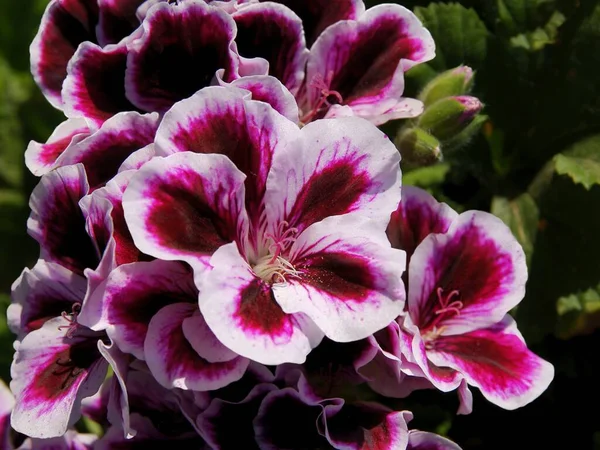 Hübsche Mehrfarbige Blüten Der Geranien Topfpflanze Aus Nächster Nähe — Stockfoto