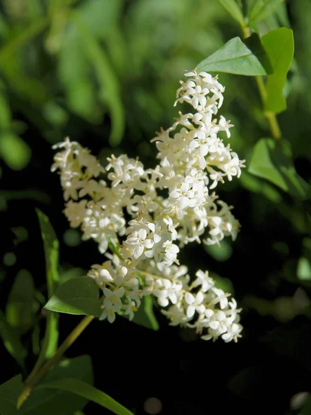 Bílé Voňavé Květy Privet Ligustrum Vulgare Zblízka — Stock fotografie