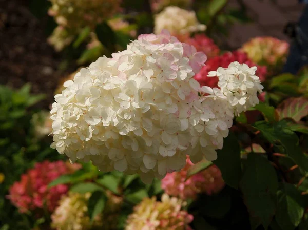 Diverse Veelkleurige Bloemen Van Hortensia Bush Zomer Close — Stockfoto