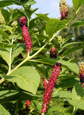 Meyve kümesi - Pokeweed-phytolacca americana parktaki bitki