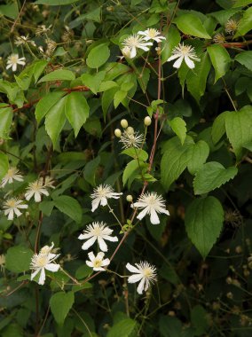 Clematis Mandschurica tırmanma bitkisinin beyaz çiçekleri