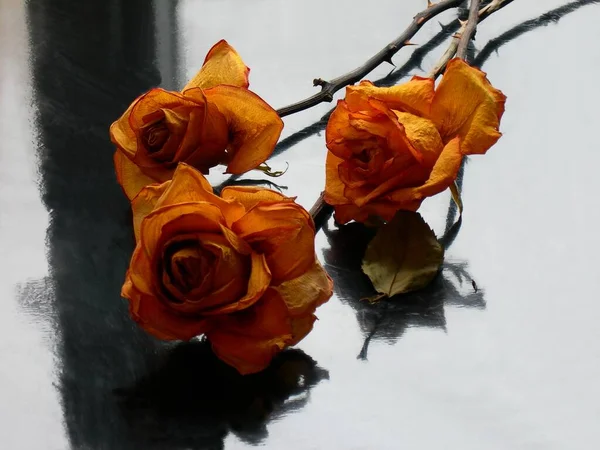 Getrocknete Rosen Blumen Als Erinnerung Oder Dekoration Aus Nächster Nähe — Stockfoto