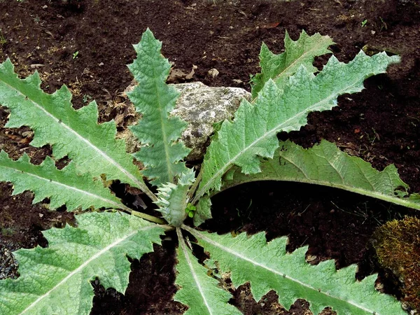 Planta Onopordon Acanthium Creciendo Macizo Flores — Foto de Stock