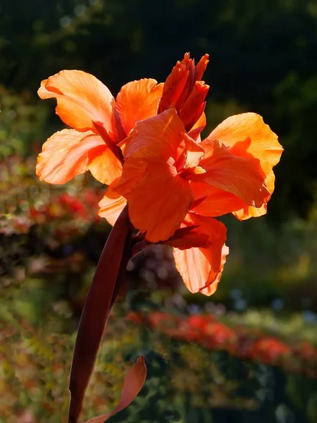 Fiore Arancione Pianta Kanna Vicino — Foto Stock