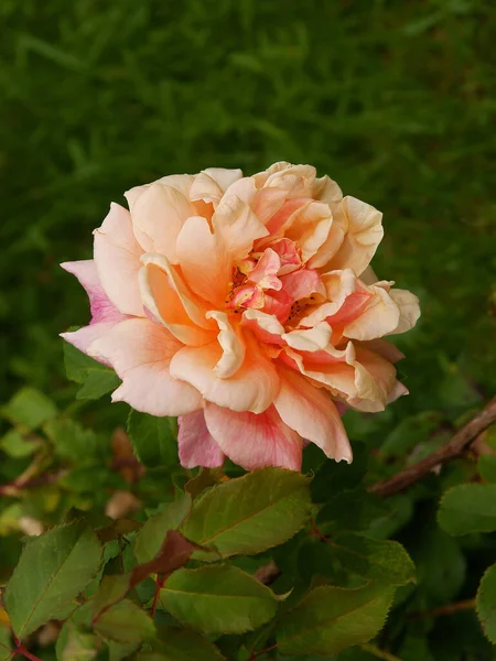 Roses Roses Dans Jardin Close — Photo