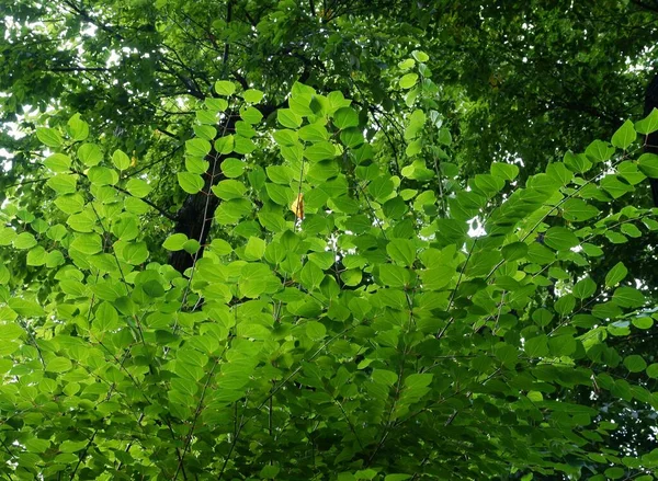 Feuilles Vertes Buisson Asiatique Cerciddyphyllum Japonicum — Photo