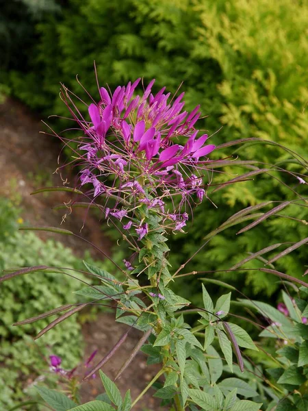 Flores Roxas Cleome Hassleriana Jardim — Fotografia de Stock