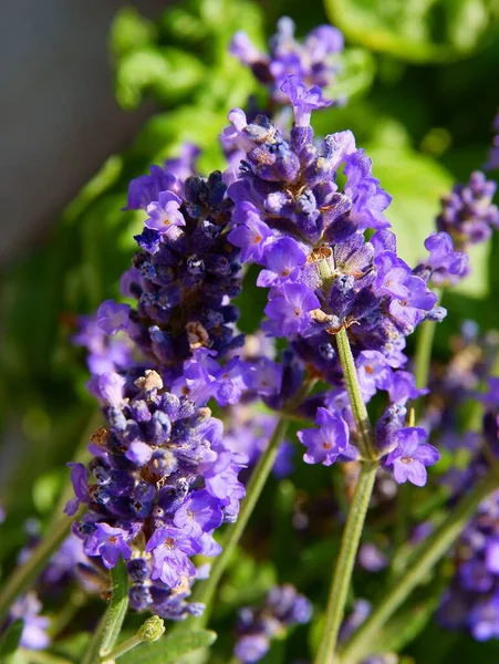 Lila Small Flowers Lavender Herb Close — Stock Photo, Image