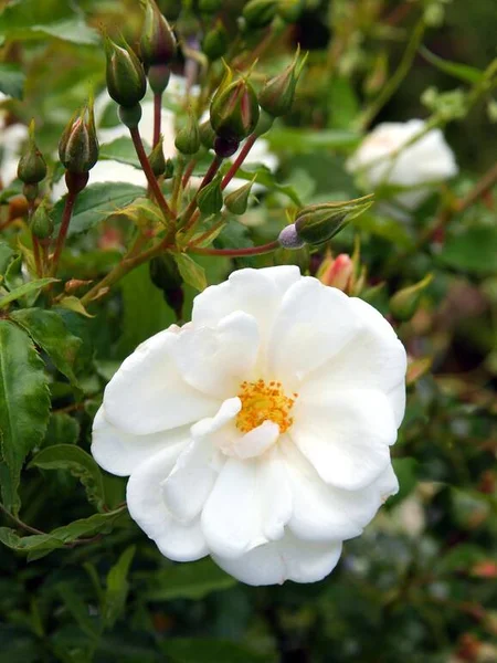 White Rose Bush Garden Close — Stock Photo, Image