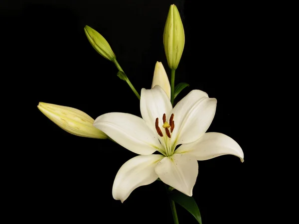 White lily on black background — Stock Photo, Image