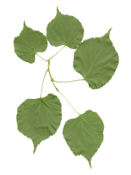 Zielone liście z drzewa lipy na białym tle — Zdjęcie stockowe