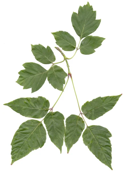 Green leaves of Box elder tree isolated — Stock Photo, Image