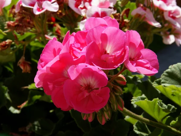 Pink flowers of geranium pot-plant — Stock Photo, Image