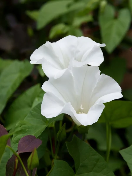 Cobertura bindweed con flores blancas —  Fotos de Stock