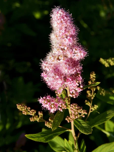 Trpaslík japonica bush kvetoucí — Stock fotografie