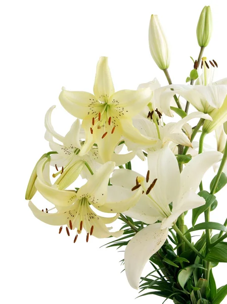 Posy of lilies — Stock Photo, Image