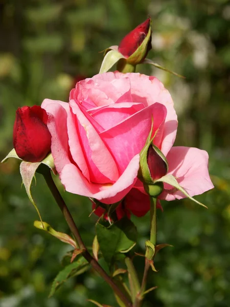 Różowe kwiaty i pąki róż krzew — Zdjęcie stockowe