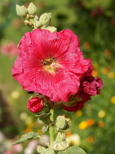 Flores cor de rosa de malva — Fotografia de Stock