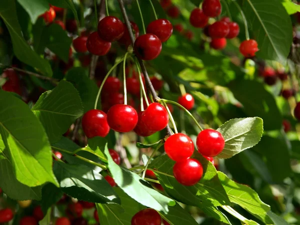 Frutos vermelhos de cerejeira — Fotografia de Stock