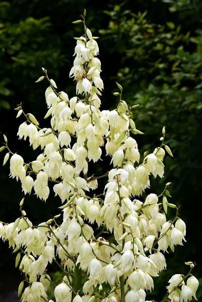 Κρινοειδές φυτό και άνθος φυτό με λευκά λουλούδια — Φωτογραφία Αρχείου