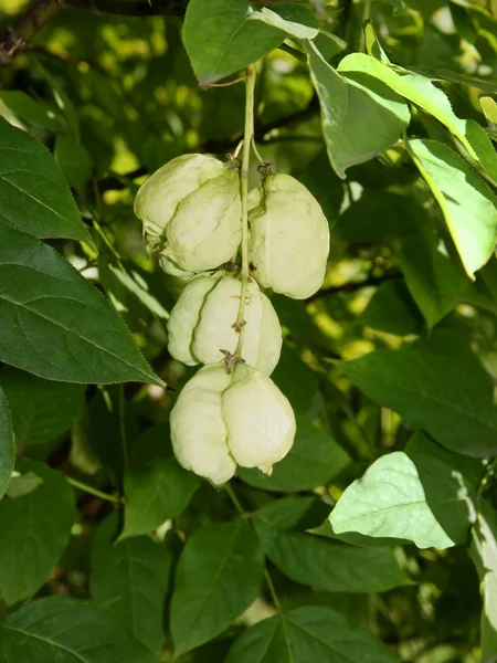 Gröna frukter påsar med bladdernut träd — Stockfoto