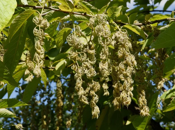 Pterostyrax Hispidus arbre aux fruits — Photo