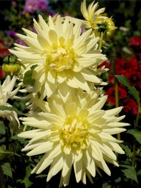 Sarı çiçek dahlia