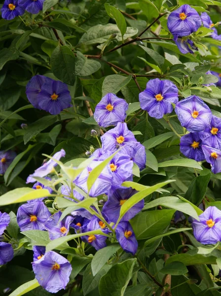 Lila Blüten aus blauem Kartoffelstrauch im Park — Stockfoto