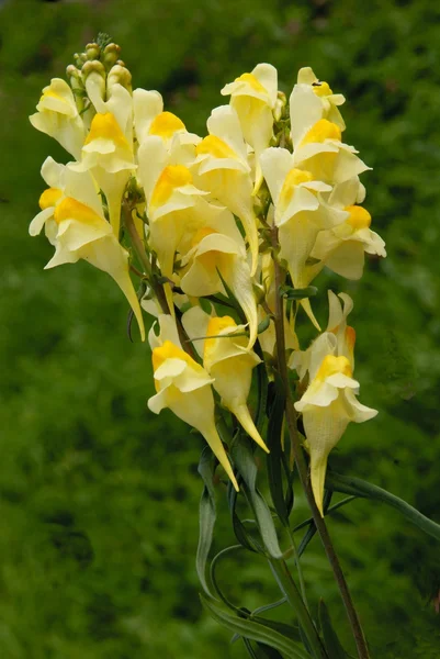 Pianta gialla di lino con fiori gialli — Foto Stock
