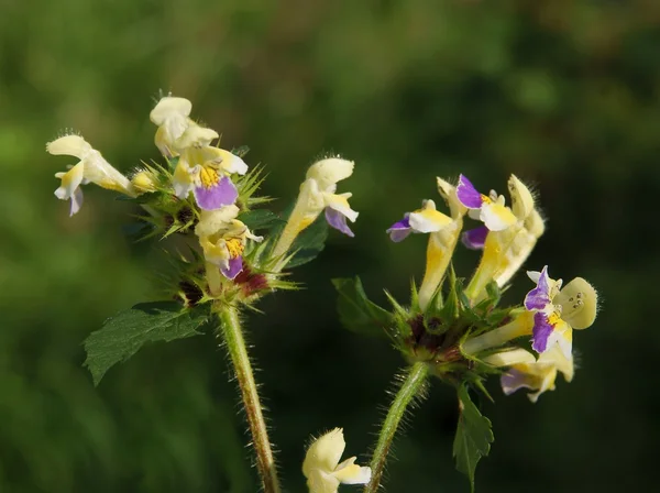 Lila e flores amarelas de cânhamo urtiga planta selvagem — Fotografia de Stock