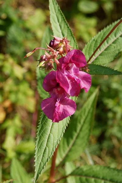 Impatiens glaudilifera Royle planta com flores roxas — Fotografia de Stock