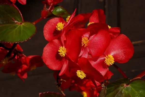 Czerwone kwiaty rośliny begonia — Zdjęcie stockowe