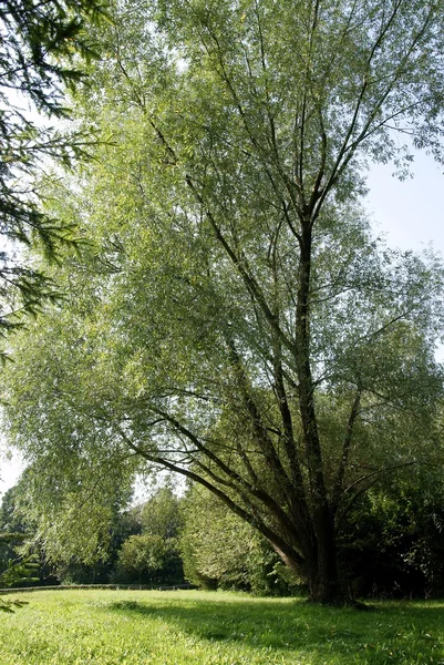 Willow tree and nice shadow — Stock Photo, Image