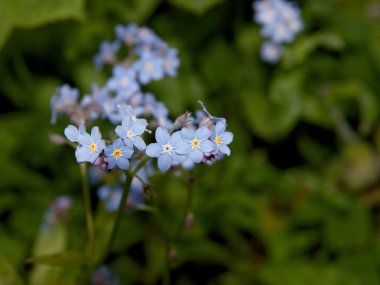 Unutma mavi çiçekler yakın çekim
